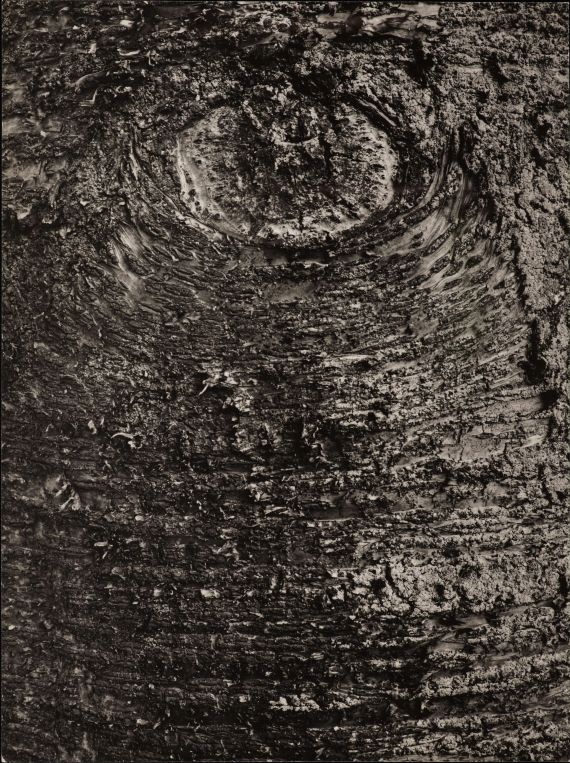 Die Fotografie Rindenzeichnungen von Helmut Hahn zeigt eine Nahaufnahme einer Baumrinde.